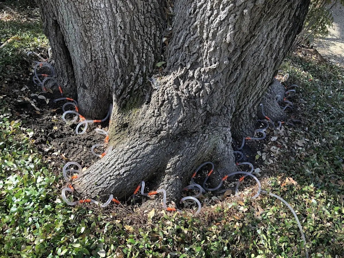 Detailed Shrub and Hedge Trimming job site in Falkner