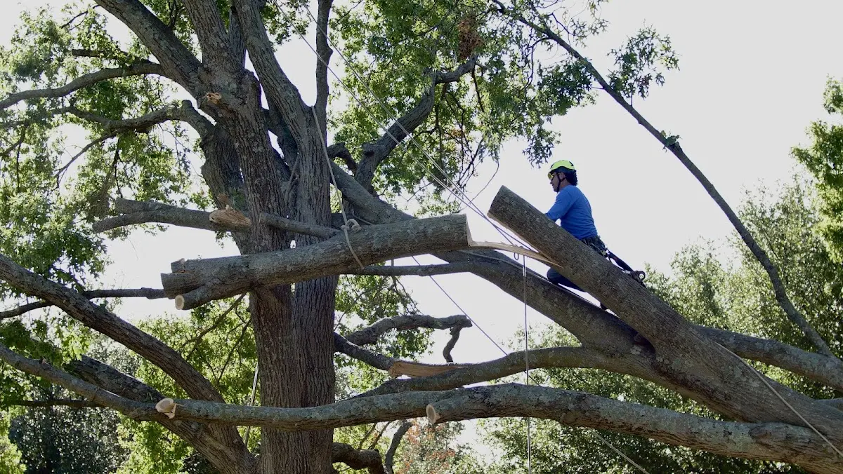 Professional Hazardous Tree Removal performed by certified arborists in Falkner